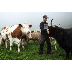 Mischpaket Hochlandrind/ Simmental 1. Oktober