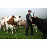 Mischpaket Hochlandrind/ Simmental 1. Oktober