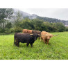 Mischpaket Hochlandrind/ Simmental 1. Oktober