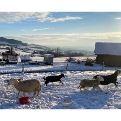 halbes Lamm 19. November