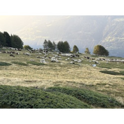 halbes Lamm Walliser Landschaf 28 Oktober